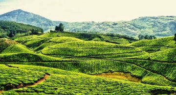 Munnar Honeymoon Tour Package for 2 Days 1 Night