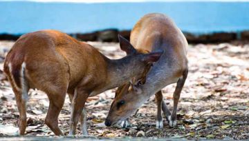 Family Getaway 2 Days Bandhavgarh Wildlife Holiday Package