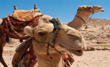 Pleasurable 2 Days 1 Night Gajner Heritage Tour Trip Package