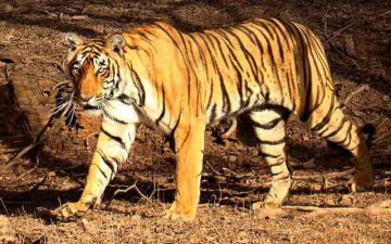 Wildlife Tour Package for 2 Days 1 Night