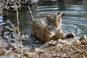 Ecstatic 2 Days 1 Night Ranthambore Wildlife Holiday Package