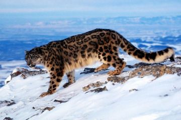 Family Getaway 2 Days Jammu Kashmir Holiday Package