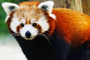 Memorable 2 Days Sikkim Honeymoon Holiday Package