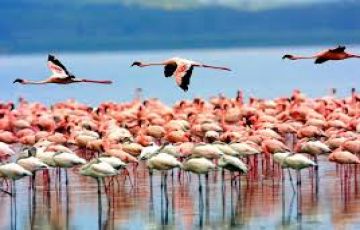 Family Getaway 5 Days Lake Nakuru National Park Nature Holiday Package