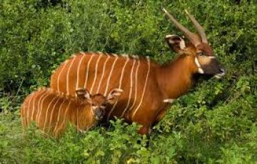 Family Getaway 5 Days Lake Nakuru National Park Nature Holiday Package