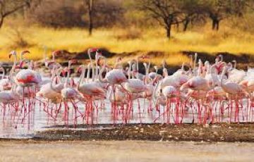 Family Getaway 5 Days Lake Nakuru National Park Nature Holiday Package