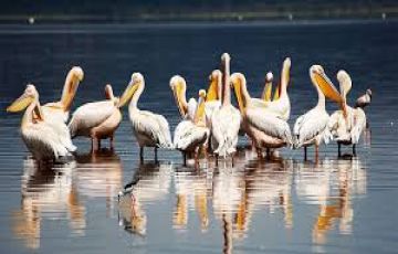 Family Getaway 5 Days Lake Nakuru National Park Nature Holiday Package