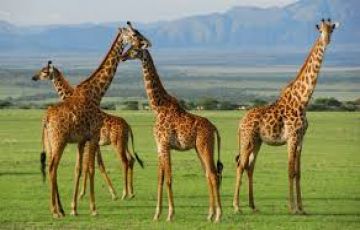 Magical 7 Days Nairobi Shopping Vacation Package