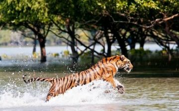 Heart-warming 2 Days 1 Night Sundarbans Vacation Package