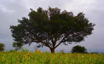 Ecstatic 2 Days Coonoor Hill Trip Package