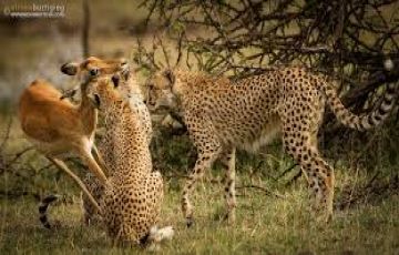 Magical 6 Days Amboseli Wildlife Holiday Package