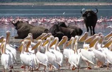 Magical 6 Days Amboseli Wildlife Holiday Package