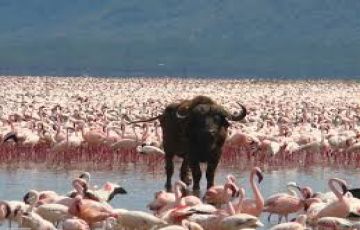 Magical 6 Days Amboseli Wildlife Holiday Package