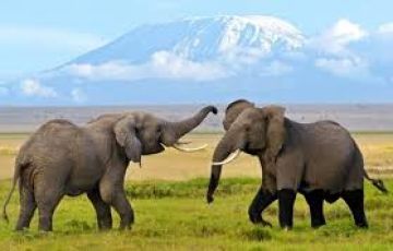 Family Getaway 9 Days Nairobi to Amboseli Honeymoon Tour Package