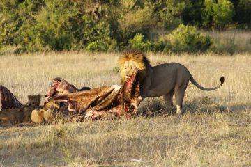 Family Getaway 10 Days Nairobi to Lake Nakuru Beach Tour Package