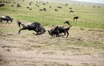 Family Getaway 10 Days Nairobi to Lake Nakuru Beach Tour Package