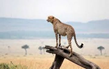 Best 6 Days 5 Nights Lake Nakuru Forest Vacation Package