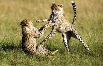 Best 6 Days 5 Nights Lake Nakuru Forest Vacation Package