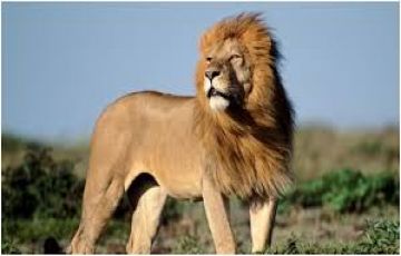 Best 6 Days 5 Nights Lake Nakuru Forest Vacation Package