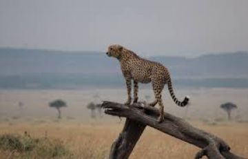 Best 6 Days 5 Nights Lake Nakuru Forest Vacation Package