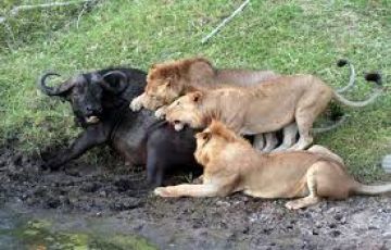 Pleasurable 7 Days 6 Nights Maasai Mara National Reserve Forest Vacation Package