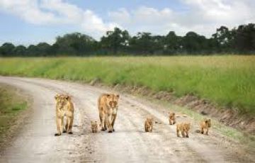 Pleasurable 7 Days 6 Nights Maasai Mara National Reserve Forest Vacation Package