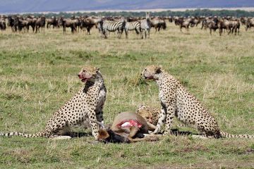 Pleasurable 7 Days 6 Nights Maasai Mara National Reserve Forest Vacation Package