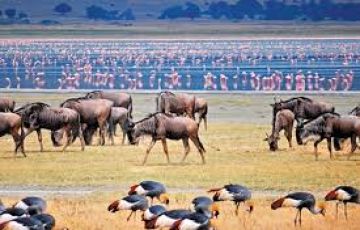 Pleasurable 7 Days 6 Nights Maasai Mara National Reserve Forest Vacation Package