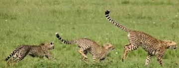 Amazing 4 Days Nairobi to Maasai Mara Reserves Wildlife Tour Package