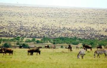 Amazing 4 Days Nairobi to Maasai Mara Reserves Wildlife Tour Package