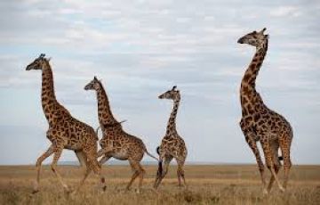 Amazing 4 Days Nairobi to Maasai Mara Reserves Wildlife Tour Package