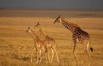 Pleasurable 10 Days Maasai Mara Vacation Package