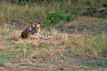 Pleasurable Bandhavgarh Wildlife Tour Package for 2 Days 1 Night
