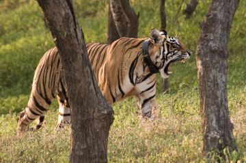 Best 2 Days 1 Night Ranthambore Wildlife Tour Package