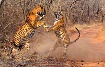 Best 3 Days Jaipur to Ranthambhore Culture and Heritage Trip Package