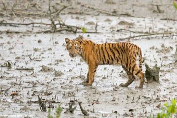 Best 2 Days Sunderbans Adventure Holiday Package