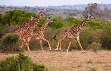 Ecstatic 5 Days Nairobi to Amboseli Park Vacation Package