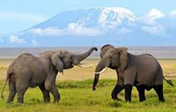 Ecstatic 5 Days Nairobi to Amboseli Park Vacation Package