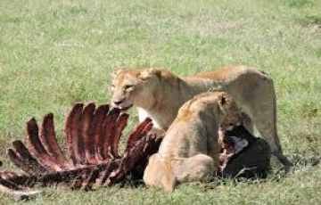 Ecstatic 5 Days Nairobi to Amboseli Park Vacation Package