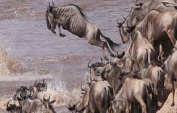 Ecstatic 5 Days Nairobi to Amboseli Park Vacation Package