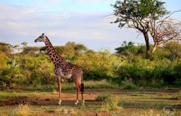 Ecstatic 6 Days Nairobi to Tsavo East National Park Weekend Getaways Vacation Package