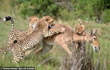 Pleasurable 4 Days Maasai Mara Wildlife Holiday Package