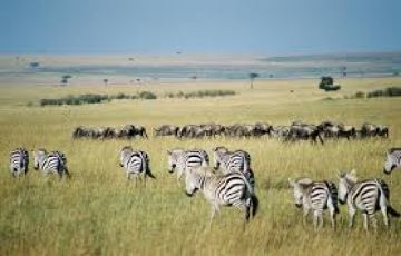 Pleasurable 4 Days Maasai Mara Wildlife Holiday Package
