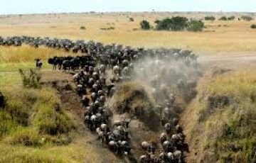 Pleasurable 4 Days Maasai Mara Wildlife Holiday Package