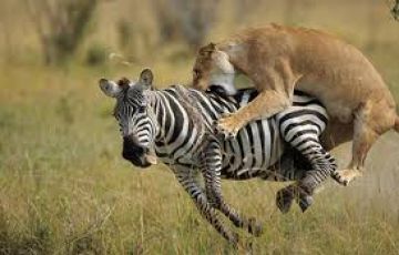 Pleasurable 4 Days Maasai Mara Wildlife Holiday Package