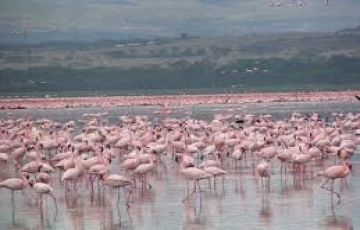 Pleasurable 7 Days Nairobi to Lake Nakuru Nature Trip Package