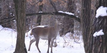 Memorable 2 Days Himachal Pradesh Religious Tour Package