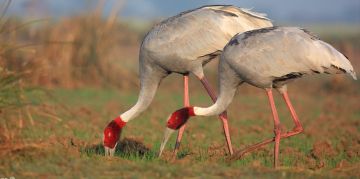 Heart-warming 2 Days 1 Night Bharatpur Adventure Tour Package