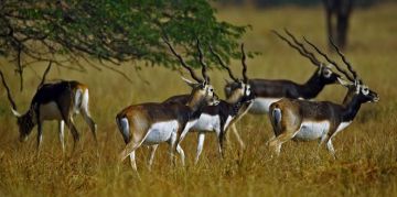 Memorable 2 Days Bhavnagar Hill Vacation Package