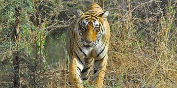 Family Getaway 2 Days 1 Night Betla Trip Package